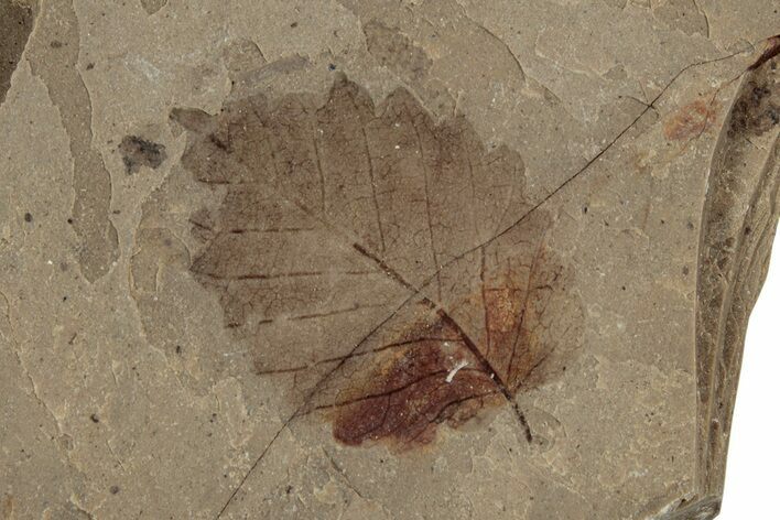 Fossil Leaf (Fagopsis) - McAbee Fossil Beds, BC #224910